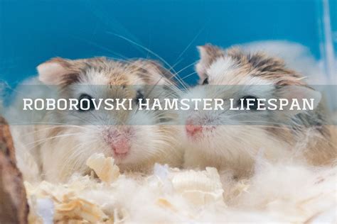 dwarf hamster lifespan|roborovski dwarf hamster lifespan.